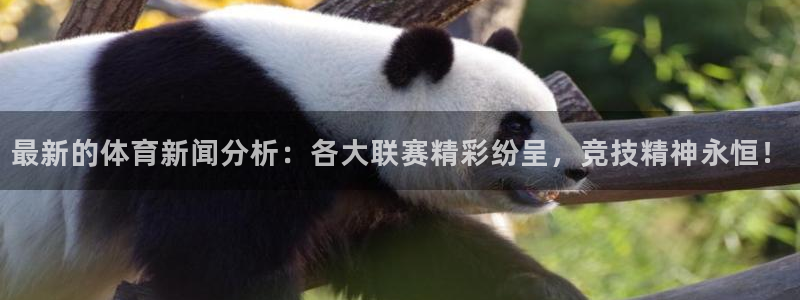最新的体育新闻分析：各大联赛精彩纷呈，竞技精神永恒！