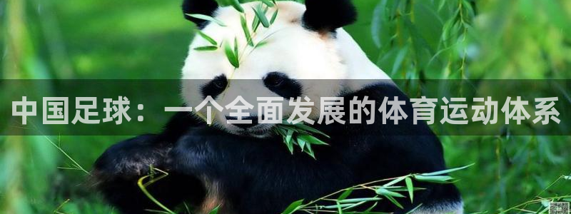 中国足球：一个全面发展的体育运动体系